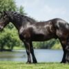 🐎 Friesian Sport Horse for Sale USA