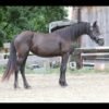 Friesian Mare for Sale EU