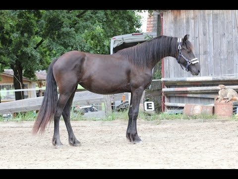 Friesian Mare for Sale EU