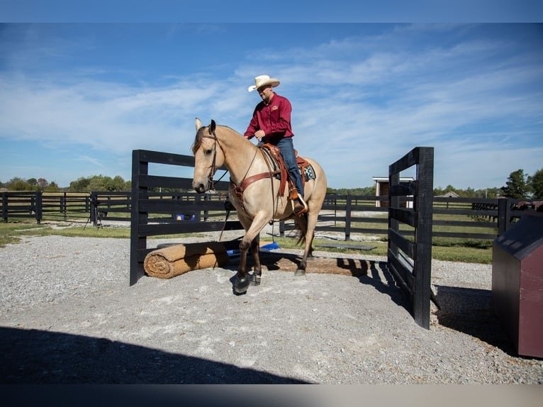🐎 Friesian Sporthorse Gelding for Sale USA