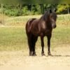 Friesian Cross Gelding for Sale USA