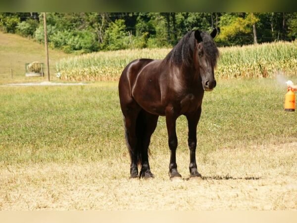 Friesian Cross Gelding for Sale USA