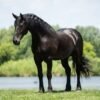 🐎 Friesian Sport Horse for Sale USA