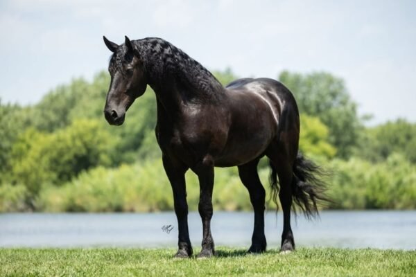 🐎 Friesian Sport Horse for Sale USA