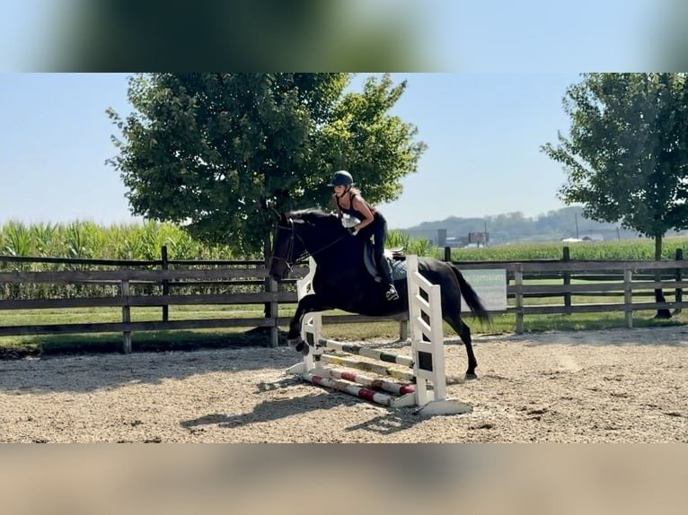 Friesian Cross Gelding for Sale USA