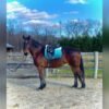 🐎 Friesian Mare for Sale USA 🐎 Friesian Mare for Sale USA