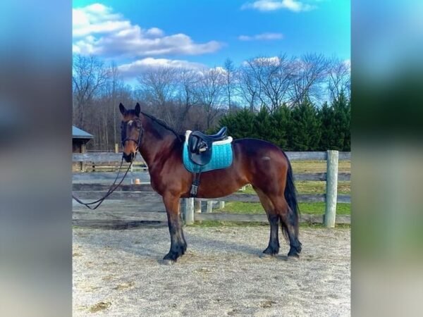 🐎 Friesian Mare for Sale USA 🐎 Friesian Mare for Sale USA