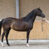 Arabian Partbred Mare for Sale Germany
