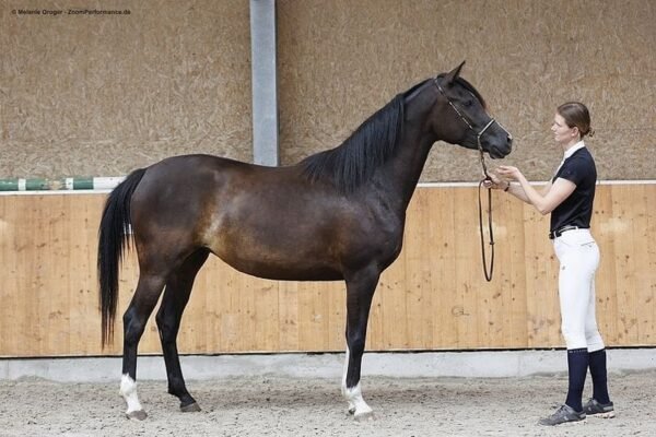Arabian Partbred Mare for Sale Germany