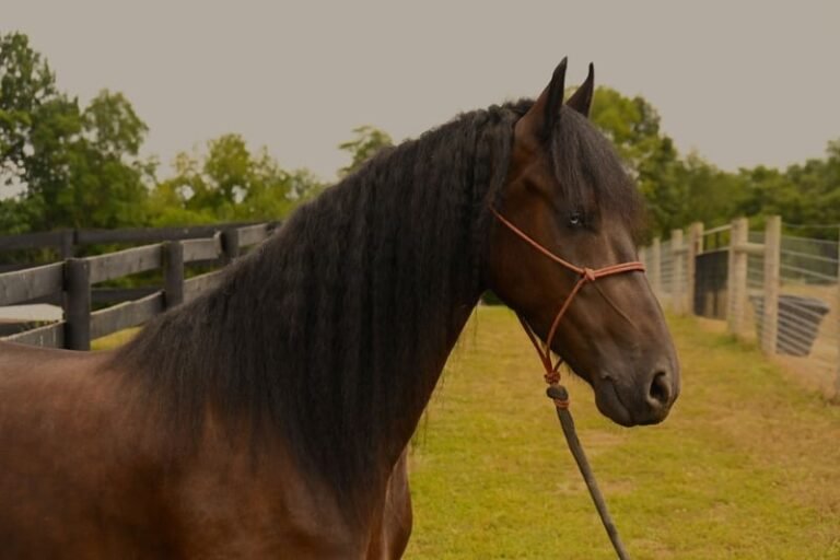 🐎 Friesian Sport Horse for Sale USA