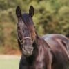 π Friesian Gelding for Sale USA π Friesian Gelding for Sale USA