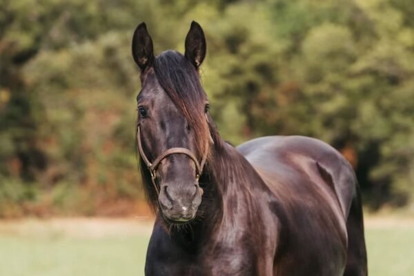 π Friesian Gelding for Sale USA π Friesian Gelding for Sale USA