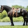 🐎 Friesian Sport Horse for Sale USA