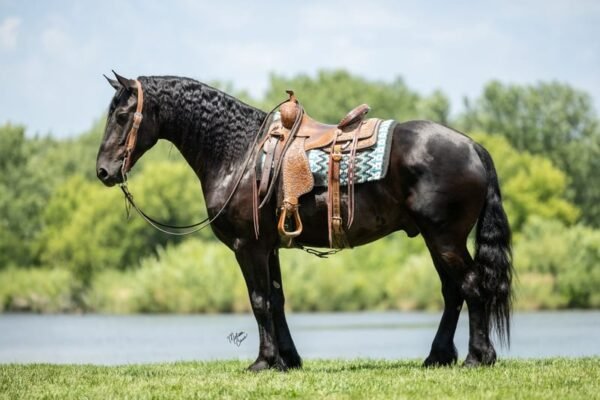 🐎 Friesian Sport Horse for Sale USA