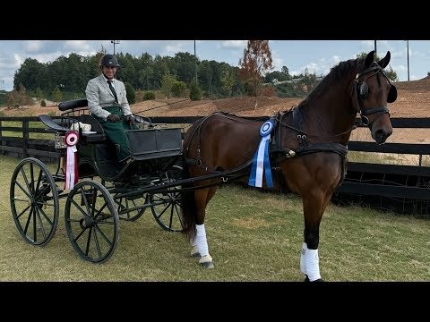 Friesian Cross Pony for Sale USA