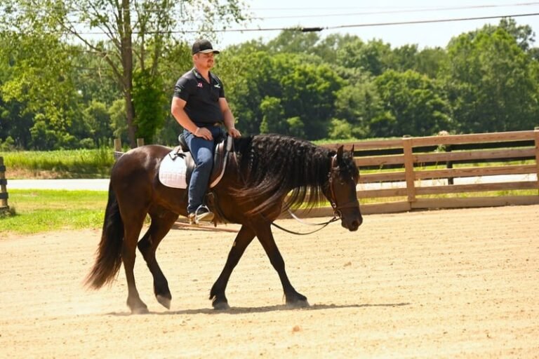 🐎 Friesian Sport Horse for Sale USA