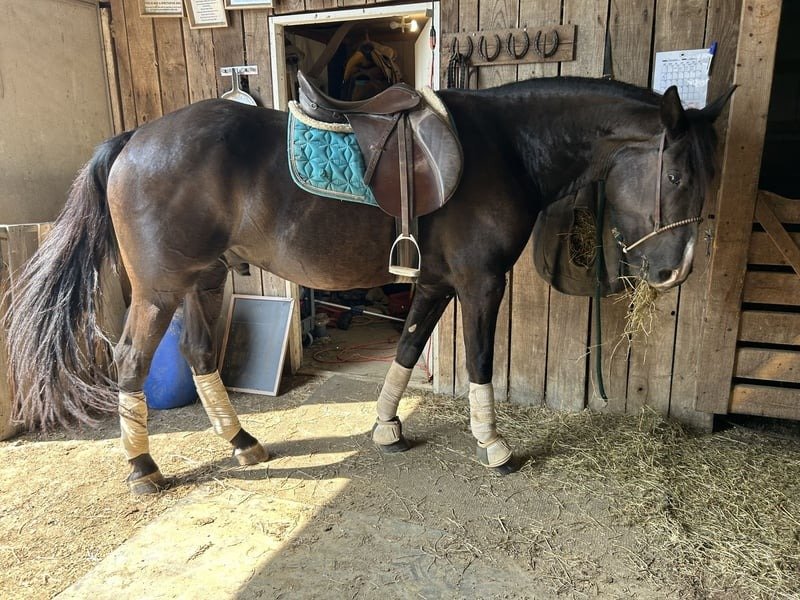 Friesian Gelding for Sale USA