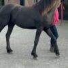 🐎 Friesian Mare for Sale EU