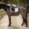 π Friesian Mare for Sale USA π Friesian Mare for Sale USA
