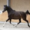 Arabian Partbred Mare for Sale Germany
