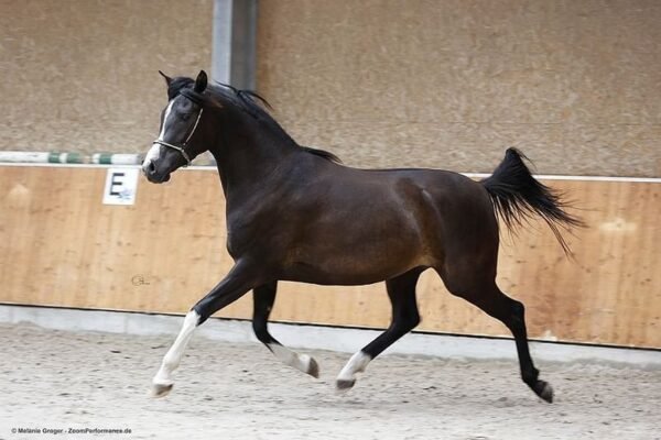 Arabian Partbred Mare for Sale Germany