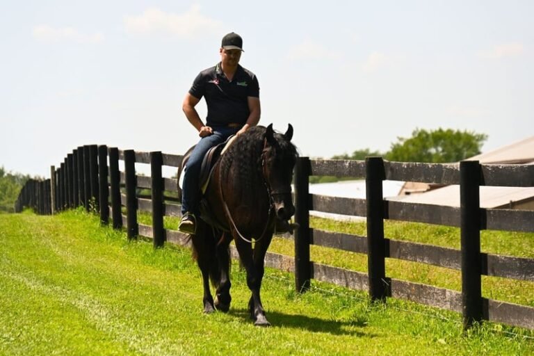🐎 Friesian Sport Horse for Sale USA