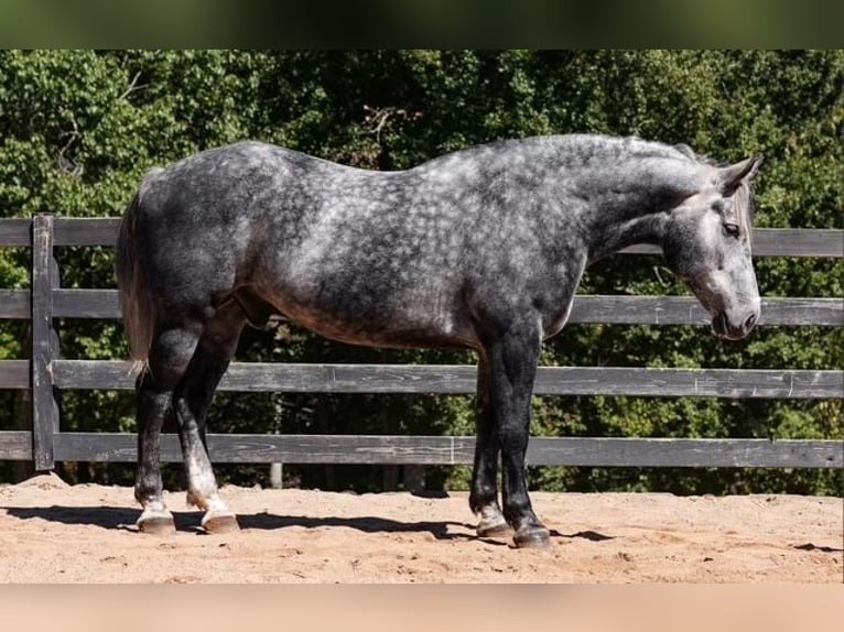🐎 Friesian Gelding for Sale USA