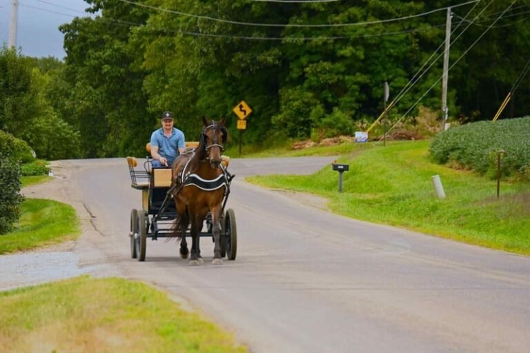 Friesian Gelding for Sale USA