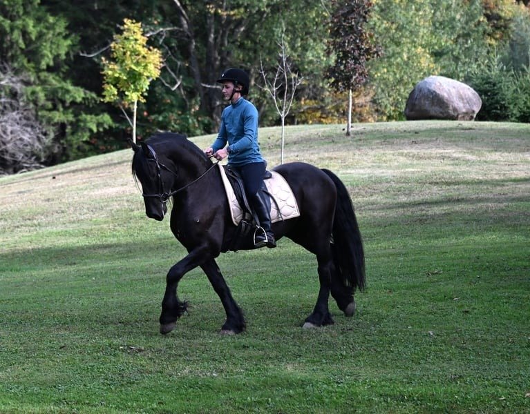🐎 Friesian Gelding for Sale USA