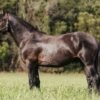 π Friesian Gelding for Sale USA π Friesian Gelding for Sale USA