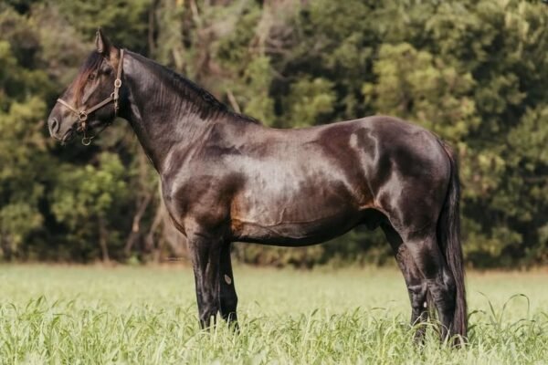 π Friesian Gelding for Sale USA π Friesian Gelding for Sale USA