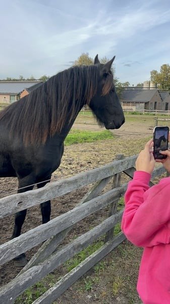 🐎 Friesian Mare for Sale EU