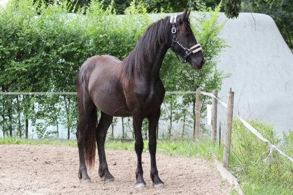 Friesian Mare for Sale EU