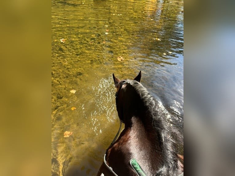 🐎 Friesian Mare for Sale USA