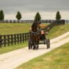 Friesian Gelding for Sale USA