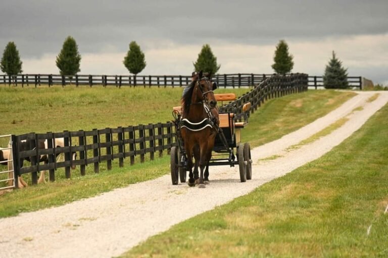 Friesian Gelding for Sale USA