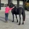 🐎 Friesian Mare for Sale EU