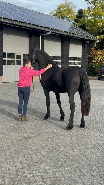 🐎 Friesian Mare for Sale EU