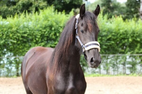 Friesian Mare for Sale EU