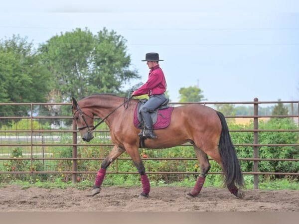 Friesian Gelding for Sale USA Friesian Gelding for Sale USA