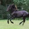 Friesian Mare for Sale EU