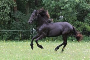 Friesian Mare for Sale EU Friesian Mare for Sale EU