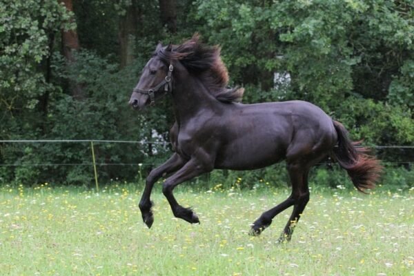Friesian Mare for Sale EU