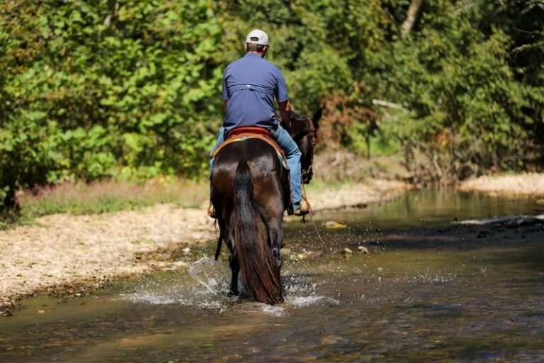 🐎 Friesian Sport Horse for Sale USA