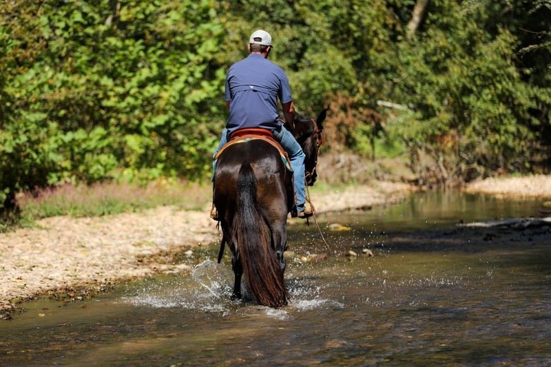 π Friesian Sport Horse for Sale USA