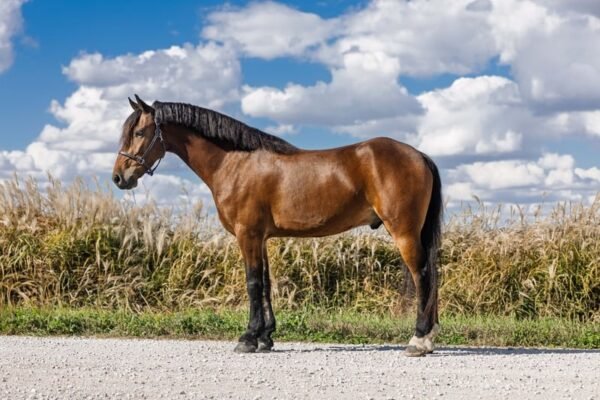 Friesian Cross Pony for Sale USA