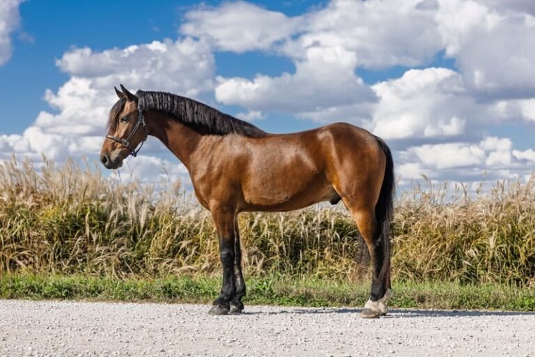 Friesian Cross Pony for Sale USA