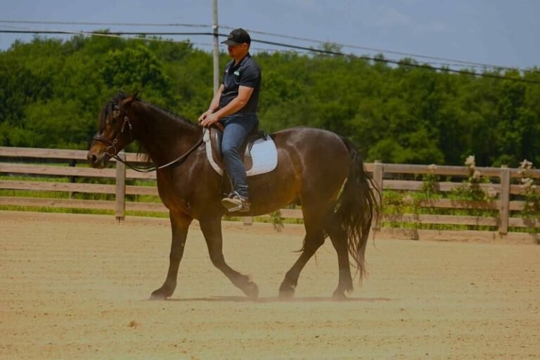 Friesian Gelding for Sale USA