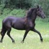 Friesian Mare for Sale EU
