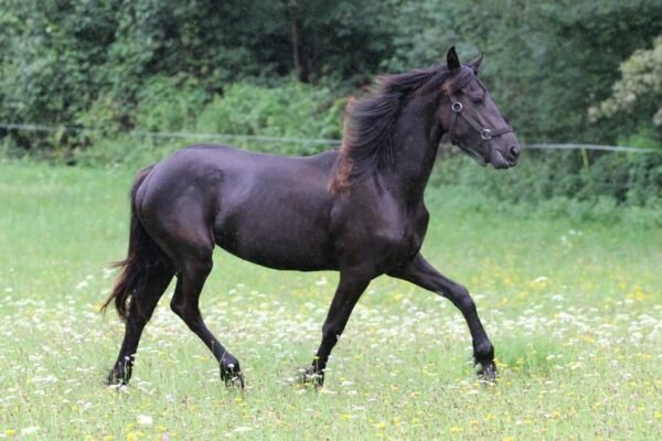 Friesian Mare for Sale EU